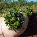 La cosecha de yerba mate cayó a mínimos históricos y los productores advierten por el colapso del sector